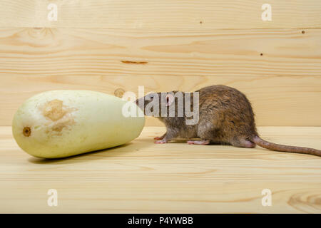 Mangia di ratto midollo vegetale su un tavolo di legno. Foto Stock