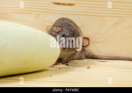 Mangia di ratto midollo vegetale su un tavolo di legno. Foto Stock