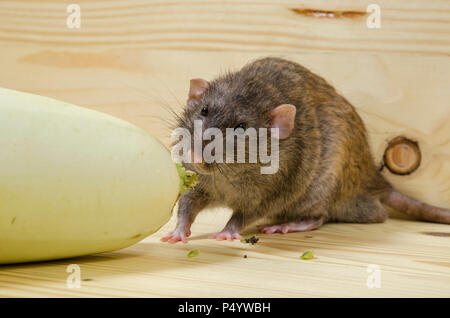 Mangia di ratto midollo vegetale su un tavolo di legno. Foto Stock