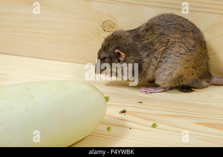 Mangia di ratto midollo vegetale su un tavolo di legno. Foto Stock