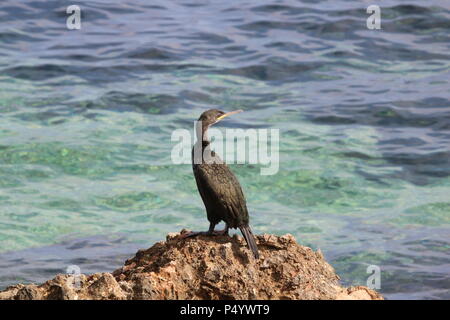 Marangone dal ciuffo o marangone dal ciuffo (phalacrocorax aristotelis) una specie di cormorano, Javea, Costa Blanca, Alicante, Spagna. Foto Stock