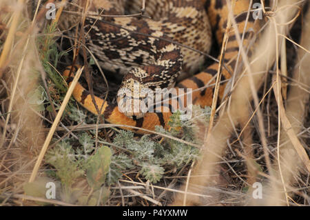 Un Gophersnake (Pituophis catenifer), lungo la strada forestale 92, siede sotto i cespugli nelle praterie della pedemontana del Santa Rita montagne, Sonoita, Foto Stock