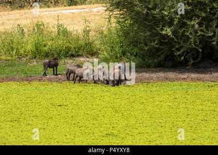 Warthog (Phacochoerus africanus) alimentazione di famiglia a bordo di un laghetto nel Parco Nazionale di Tarangire e, Tanzania Foto Stock