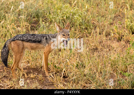 Nero-backed Jackal (Canis mesomelas) mangiando un dado nel Parco Nazionale di Tarangire e, Tanzania Foto Stock