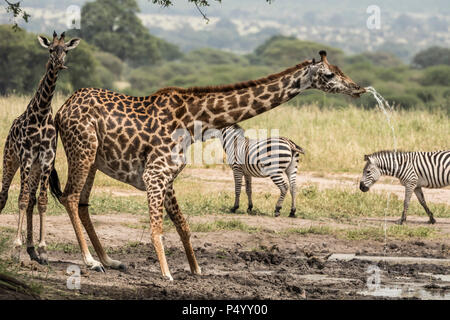 Masai Giraffe (Giraffa camelopardalis tippelskirchi) bere a waterhole nel Parco Nazionale di Tarangire e, Tanzania Foto Stock