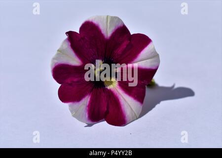 Viola e bianco girandola nella petunia Foto Stock