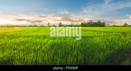 Paesaggio di riso e di sementi di riso nella fattoria con bel cielo azzurro, organico campo di riso con verde e oro risone, pianta crescente e agricoltura Foto Stock