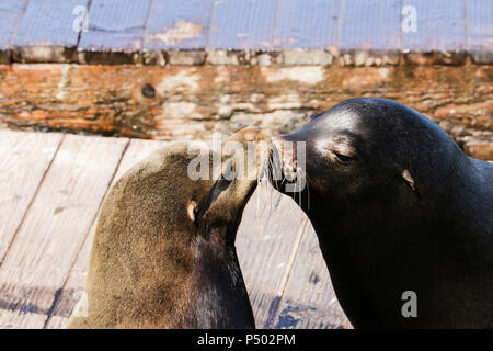 Due sea lion sniff ogni altro. I leoni di mare a San Francisco Pier 39 Fisherman Wharf è diventata una grande attrazione turistica. Foto Stock