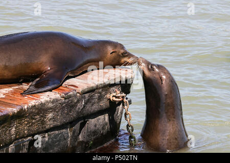 Due sea lion sniff ogni altro. I leoni di mare a San Francisco Pier 39 Fisherman Wharf è diventata una grande attrazione turistica. Foto Stock