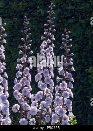 Delphinium " Cha Cha' Foto Stock