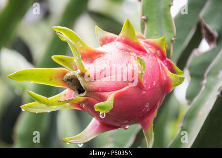 Dragon frutti sulla struttura dopo la pioggia in giardino Foto Stock