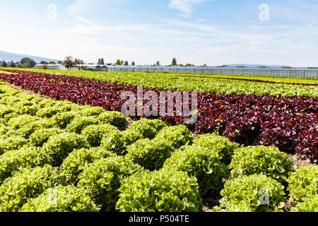 Germania, distretto di Costanza, isola di Reichenau, serre e coltivazioni di ortaggi Foto Stock