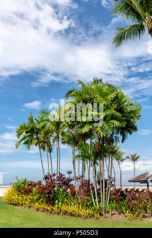 Palme e altra vegetazione esotica contro un cielo blu nel Borneo, Malaysia Foto Stock