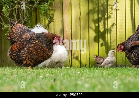 Primo piano di una madre Silkie e Wyandotte gallina visto con lì piccoli pulcini in cerca di ragù su un prato ben curato in un giardino privato. Foto Stock