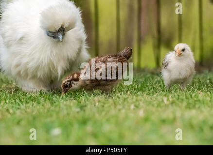 Primo piano di una madre Silkie e Wyandotte gallina visto con lì piccoli pulcini in cerca di ragù su un prato ben curato in un giardino privato. Foto Stock