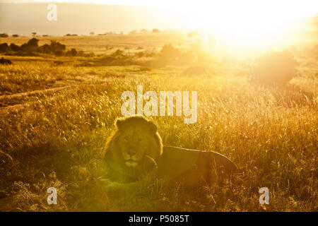 Leone maschio nel deserto del Kenya con bellissima alba Foto Stock