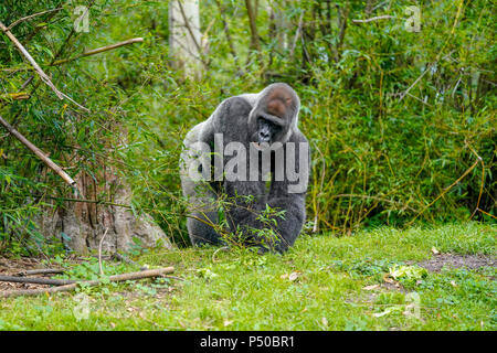 Gorilla - Kilimanjaro Safari è un safari attrazione per il Regno degli Animali di Disney in Walt Disney World Resort in Lake Buena Vista, Florida. Foto Stock