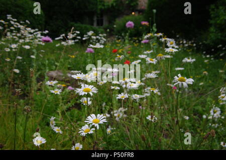 Fiori Selvatici, Frome, Somerset Foto Stock