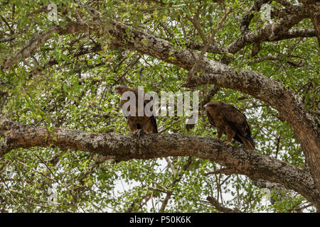 Steppa Eagle (Aquila nipalensis) appollaiato in un albero alimentazione nel Parco Nazionale di Tarangire e, Tanzania Foto Stock