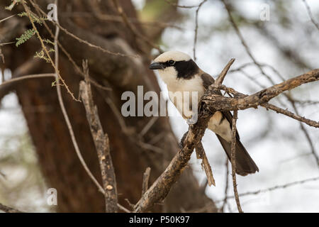 Northern bianco-crowned Shrike (Eurocephalus ruppelli) appollaiato su un ramo nel Parco Nazionale di Tarangire e, Tanzania Foto Stock