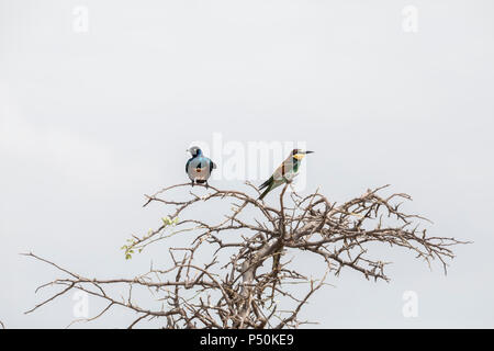 Unione Gruccione (Merops apiaster) e superbi Starling (Spreo superbus) arroccato su una boccola nel Parco Nazionale di Tarangire e, Tanzania Foto Stock