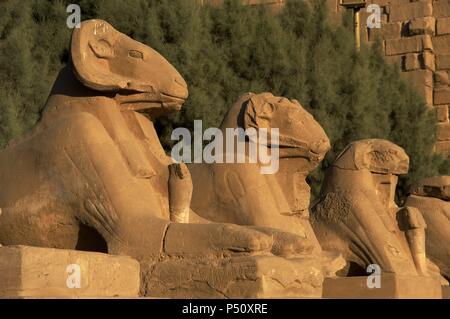 Arte Egizia Tempio di Karnak. Viale di sfingi con ram's testa (simbolo del dio Amon). Costruito durante il regno di Ramses II. Xix dinastia. Nuovo Regno. Intorno a Luxor. L'Egitto. Foto Stock