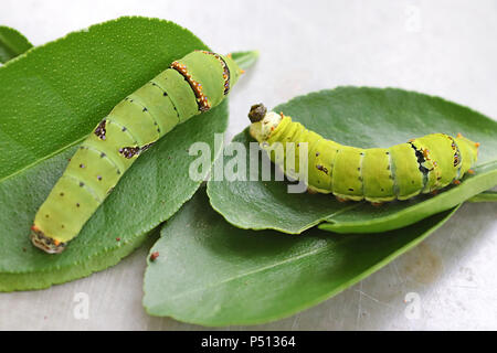 Diversi morph del quinto calce instar bruchi di farfalla Foto Stock
