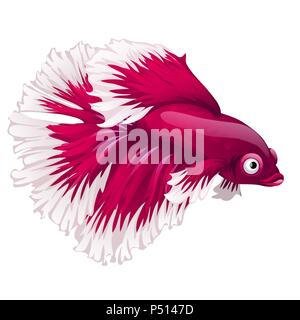 Cartoon rosa pesce betta, siamese fighting fish, Betta splendens o betta Halfmoon isolati su sfondo bianco. Illustrazione Vettoriale. Illustrazione Vettoriale