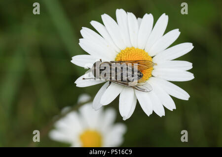 Una stretta di caccia-winged Horsefly (Tabanus maculicornis) appollaiate su un occhio di bue o cane daisy fiore (Leucanthemum vulgare). Foto Stock