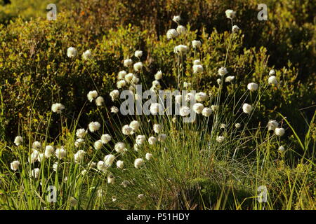 Soleggiato cotone-erba che cresce in un rilievo bog, Sassonia-Anhalt, Germania. Foto Stock