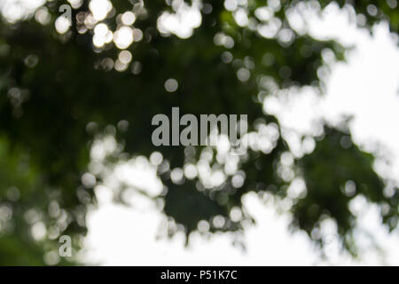 Luce che risplende su foglie di albero Foto Stock