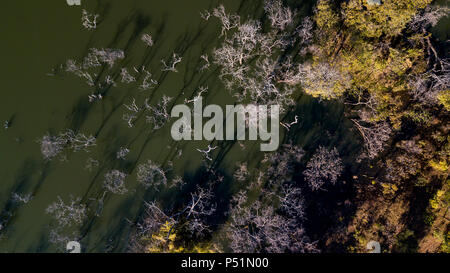 Pietrificati alberi può essere visto in tutto questo uomo fatto di diga in Kalumbila, Zambia. Foto Stock