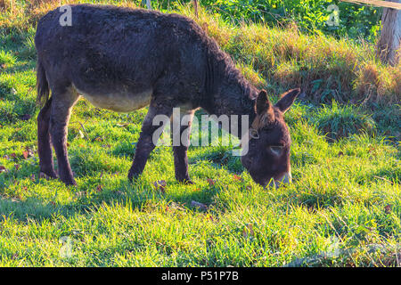 Asini su un prato di montagna nelle Alpi mentre pascolando Foto Stock