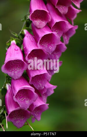 Una rosa scuro foxglove impianto in piena fioritura in close-up contro verde bokeh sfondo. Foto Stock