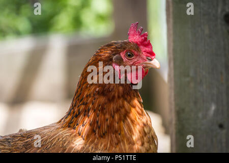 Domestico pollo Marans hen in free range (Gallus gallus domesticus) Foto Stock