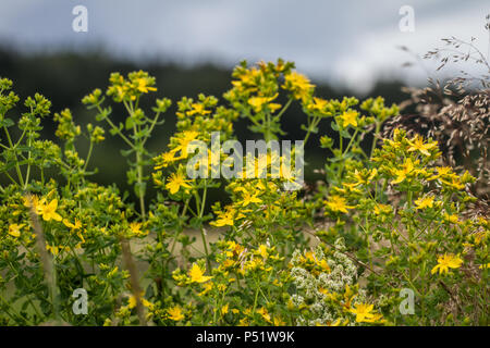 Ambra - Echtes Johanniskraut - Hypericum perforatum Foto Stock