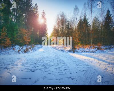 Snowy strada forestale in inizio inverno foresta. Giornata di sole. Di polvere fresca neve con colori di foglie giallo verde Foglie sugli alberi splendenti in sun Foto Stock