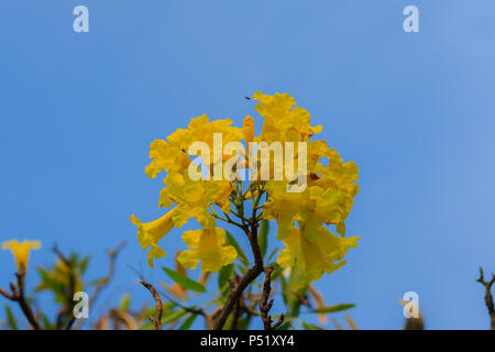 Closeup bellissimo fiore giallo di argento tromba ad albero (albero d oro, argento paraguaiano tromba tree, Tabebuia aurea), colorati fiori gialli sono su Foto Stock