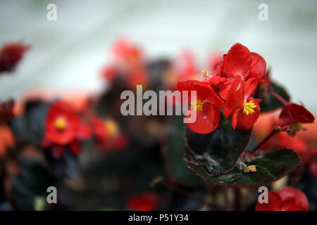 Bella Begonia fiori in aiuole close up Foto Stock