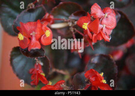 Bella Begonia fiori in aiuole close up Foto Stock