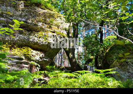 Sul Mont Saint Odile nei monti Vosgi in Francia, il vecchio muro di pagani Foto Stock