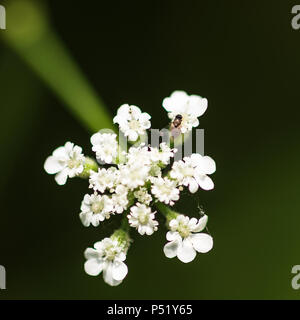 Un set di particolare fiore bianco e in un angolo un piccolo insetto. Foto Stock