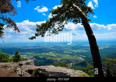 Sul Mont Saint Odile nei monti Vosgi in Francia, il vecchio muro di pagani Foto Stock