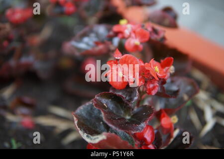 Bella Begonia fiori in aiuole close up Foto Stock