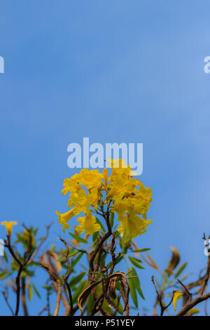 Closeup bellissimo fiore giallo di argento tromba ad albero (albero d oro, argento paraguaiano tromba tree, Tabebuia aurea), colorati fiori gialli sono su Foto Stock