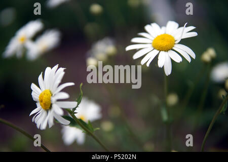 Molti fiori a margherita in erba, chamomille closeup Foto Stock