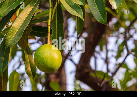 Verde albero di suicidio, Pong Pong, Othalanga (Cerbera oddloam) frutta sugli alberi, cerbera odollam gaertn della famiglia apocynaceae Foto Stock