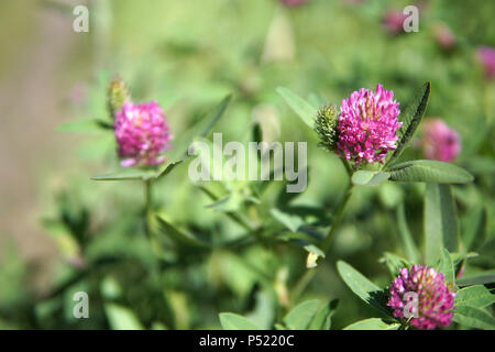 Tre belle viola campo di fiori di trifoglio close up Foto Stock