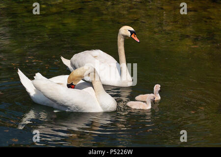 Una coppia di cigni con due cygnets Foto Stock