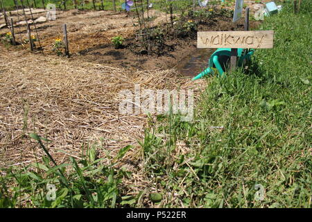 Giardino comunitario pieno di opportunità di giardinaggio e piante coltivate in casa. Foto Stock